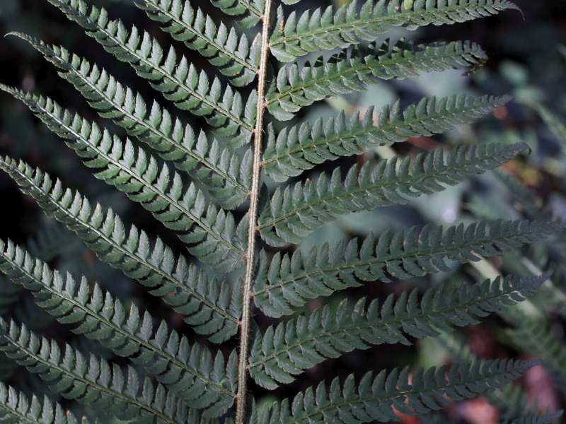 Polystichum setiferum